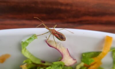 Hastane yemeğinde canlı böcek çıktı.